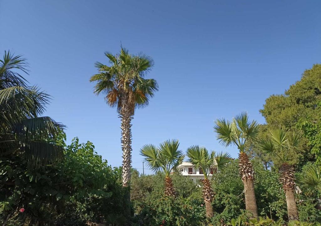 Arcoudi Apartment | palm-tree