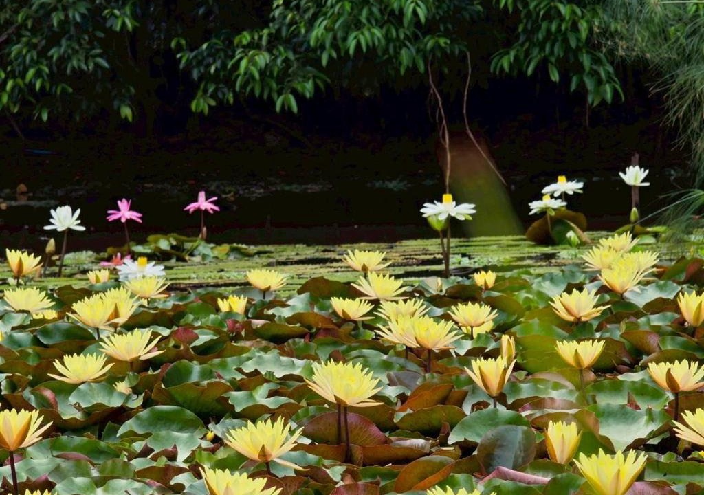 Chiang Rai Resort | Saikaew Resort