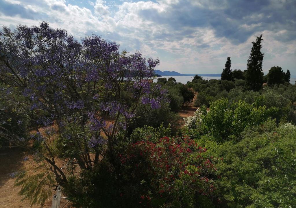 Chalcis Villa | Villa Ioanna Drossia