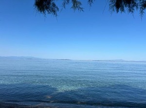 Fotis | Skala Neon Kidonion