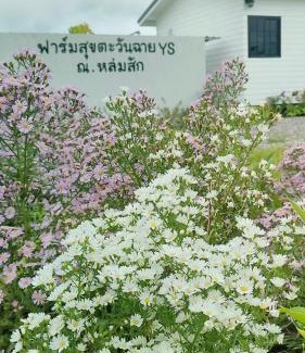 Lom Sak House | FarmStay Tawanchai ฟาร์มสุขตะวันฉาย YS