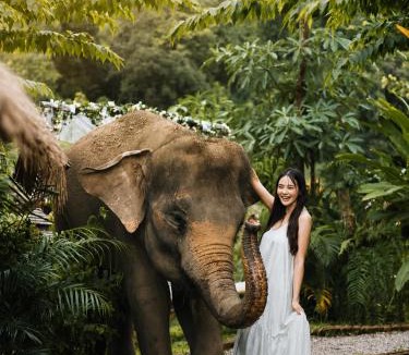 Mae Wang House | 3 Pok Maewang jinxiang Gold elephant park