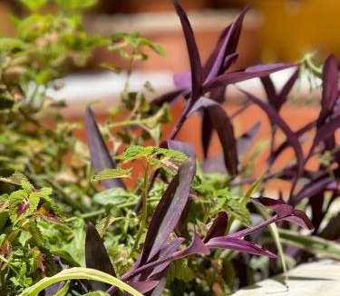 Old Town Hotel | Captain Vasilis Hotel