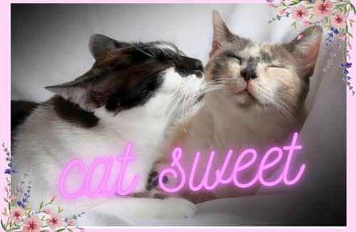 Hat Yai Apartment | Cat Sweet