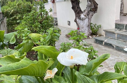 Drosia Apartment | dragonas-diam-1 in Zante