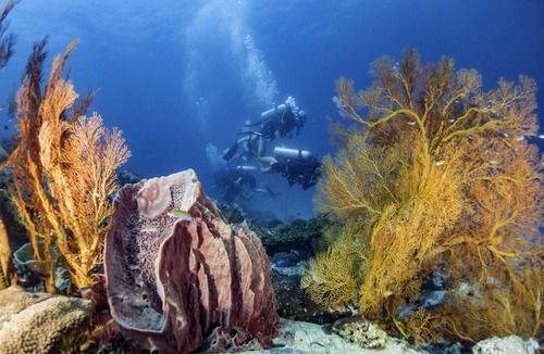 Satun Hotel | Forra Diving Resort - Pattaya Beach - Koh Lipe