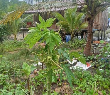 Koh Rong House | Hornbill Homestay