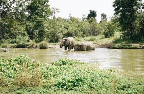 Tha Yang Resort | I love phants Lodge