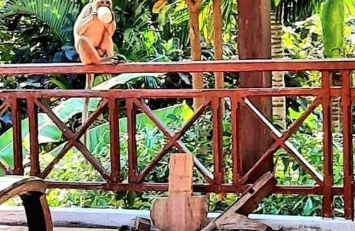 Krong Kaeb House | Jungle House Kep