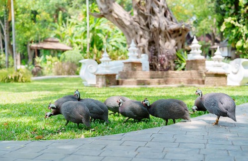 Lampang Cabin | Lampang River Retreat