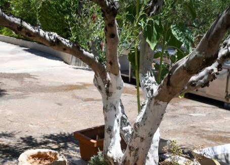 Agios Nikolaos House | Mourelo House