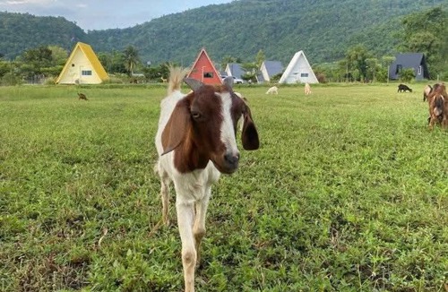 Noen Maprang Resort | The mountain deer view lodge & hashery
