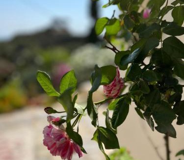 Kithira House | Walnut Tree Farm