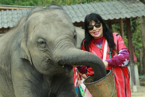 Elephant Jungle Eco Stay Chiang Mai