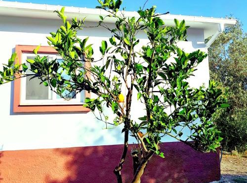 Garden Studios N1 in Archangelos