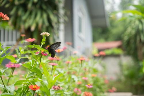 Honey Home Pai in Pai