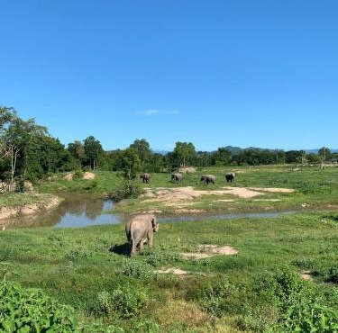 I love phants Lodge