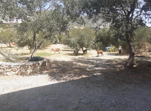 Kampos Rooms in Palaiochora