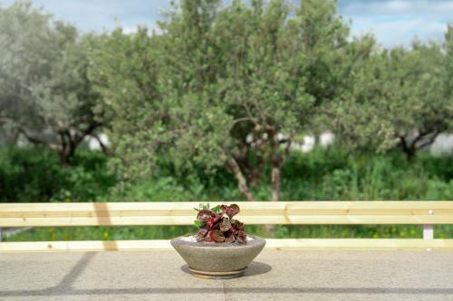 Olive Bliss Retreat in Sitia