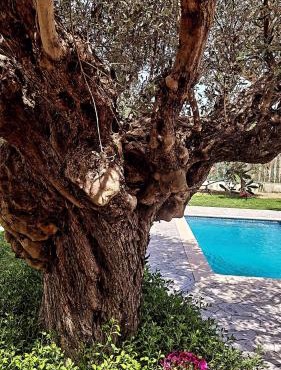 Olive Sense Villa with jacuzzi and sauna in Rhodes