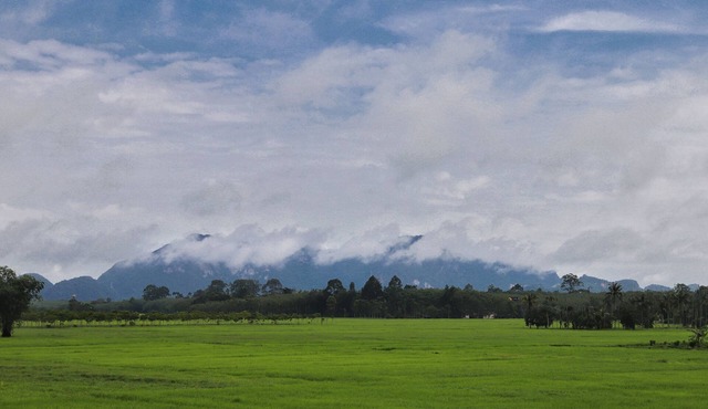 Private cozy family house, paddy field scenery