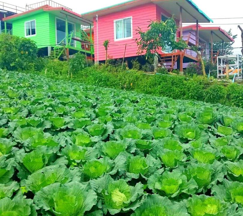 Lom Kao Cabin | ไร่รุ่งอรุณ ภูทับเบิก