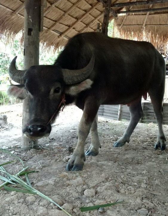 Photo of Others in Phrao