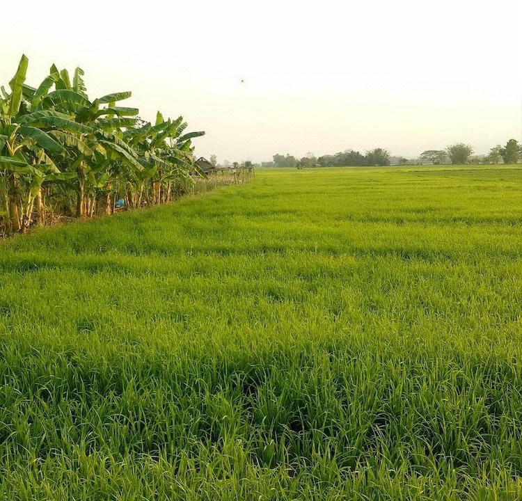 Photo of Outdoor in Phrao