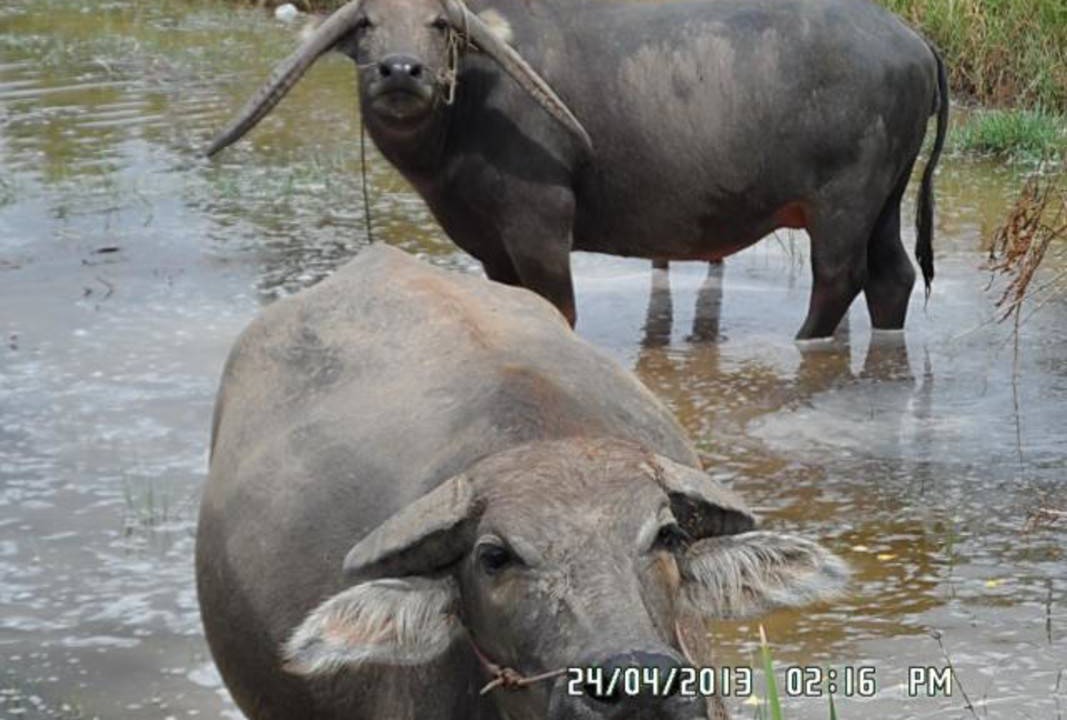 Photo of Others in Chonnabot