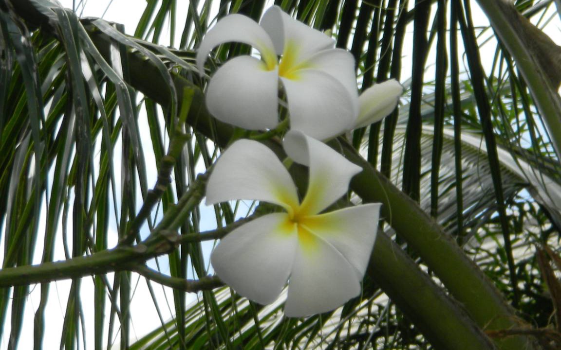 Photo of Others in Lipa Noi