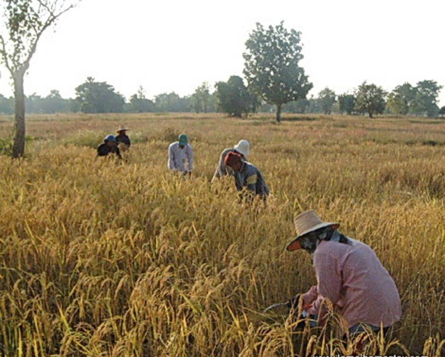 Photo of Others in Chonnabot