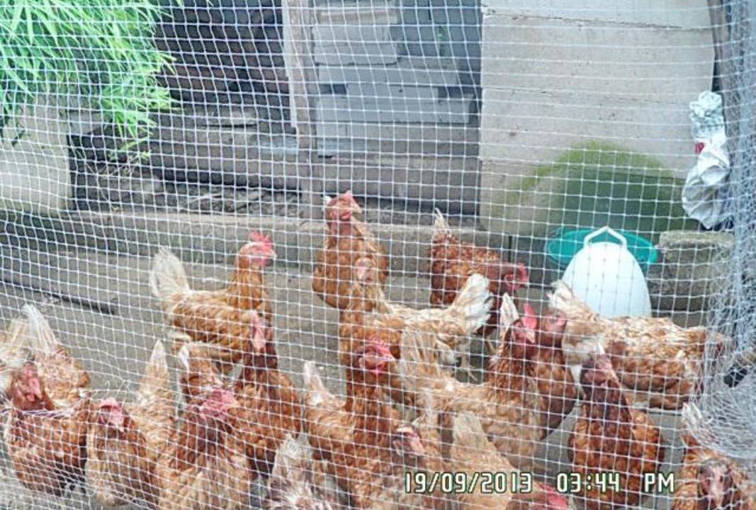 Photo of Others in Chonnabot