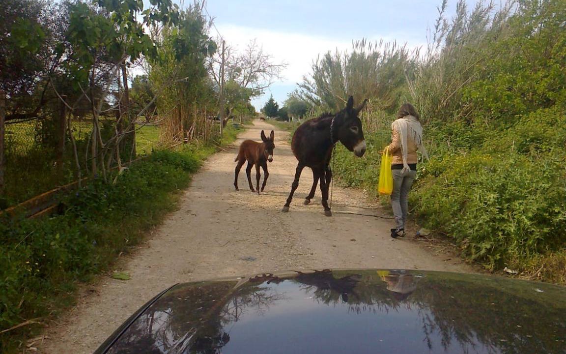 Photo of Others in Ilida