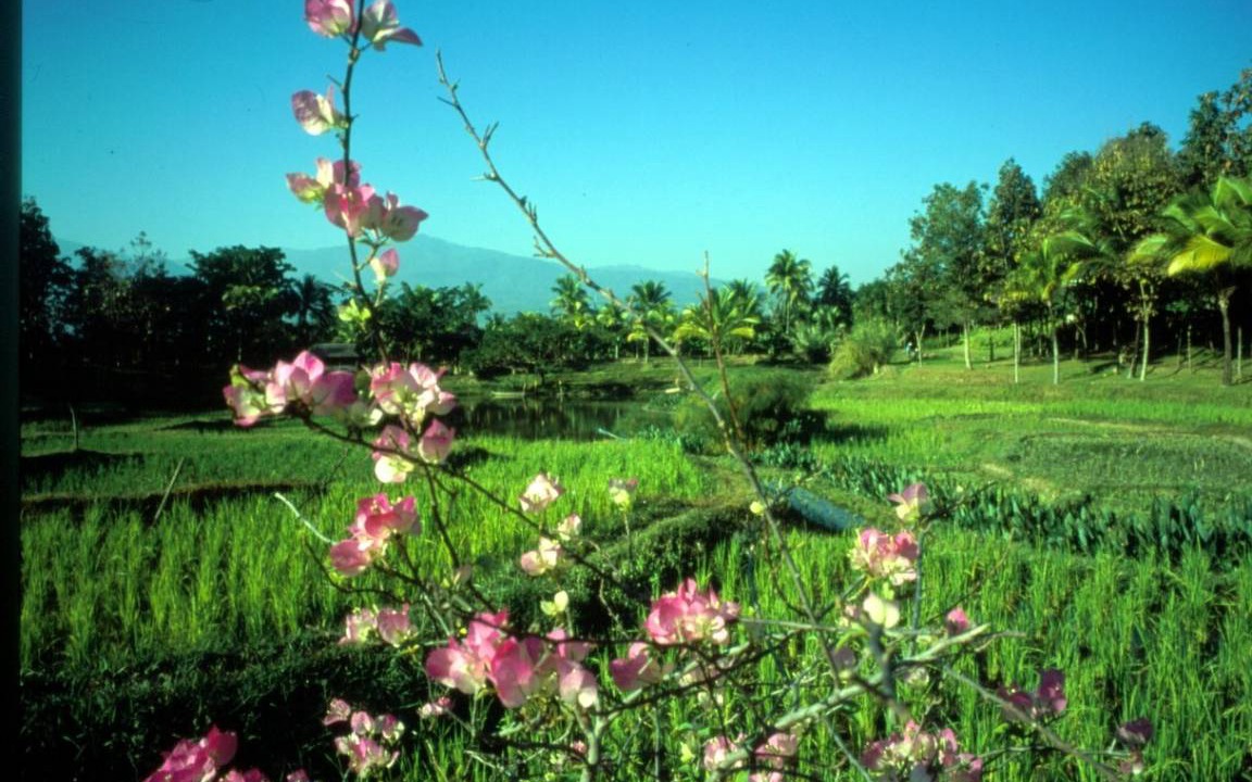 Photo of Others in Mae Rim