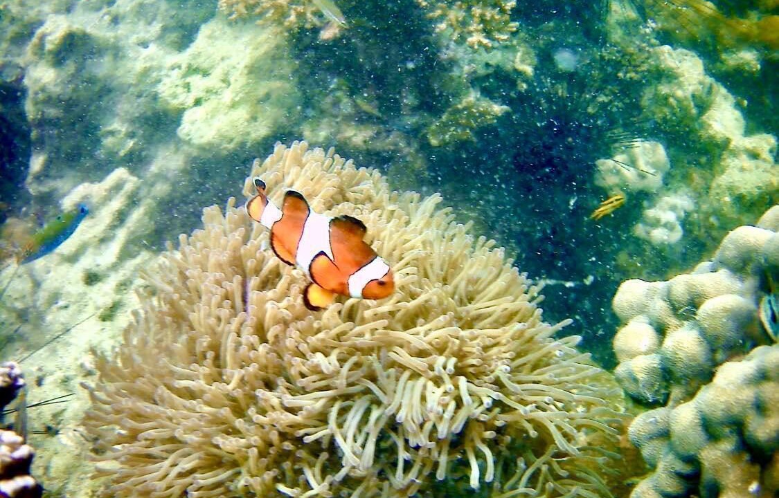 Photo of Others in Ko Mook