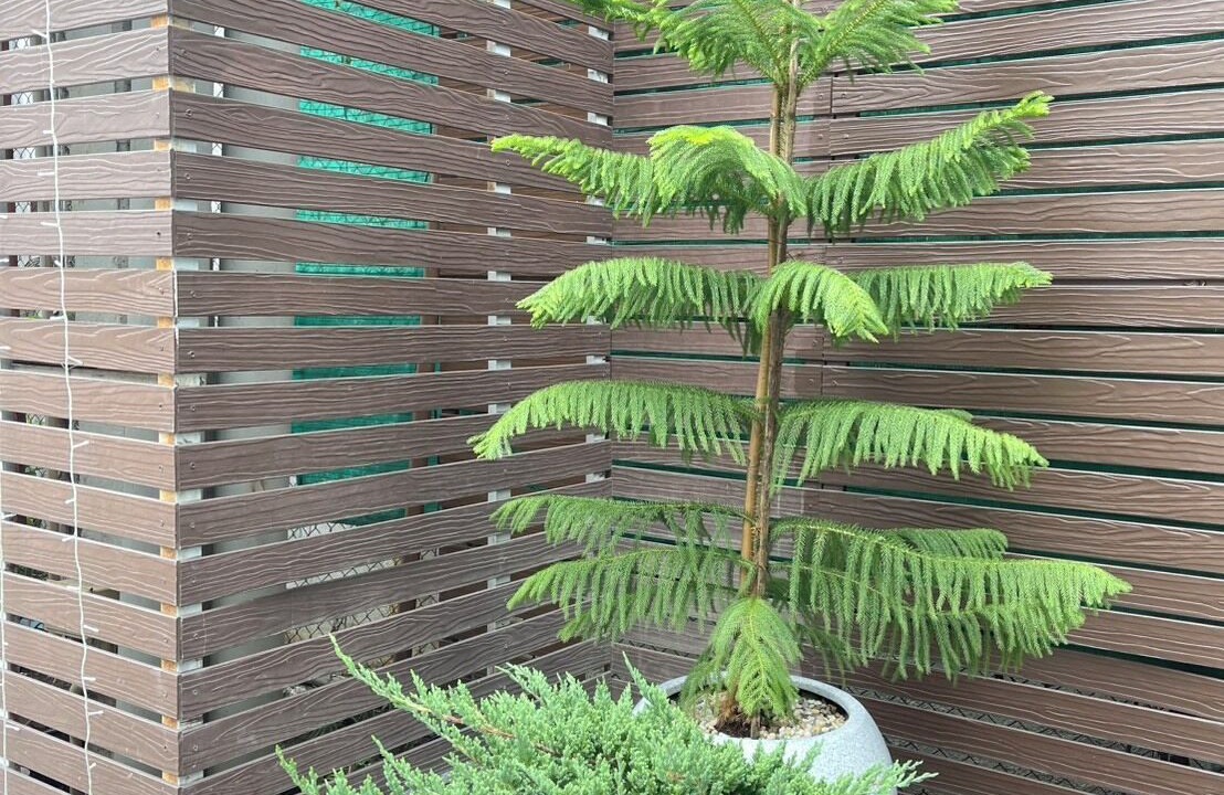 Photo of Outdoor in Thapae