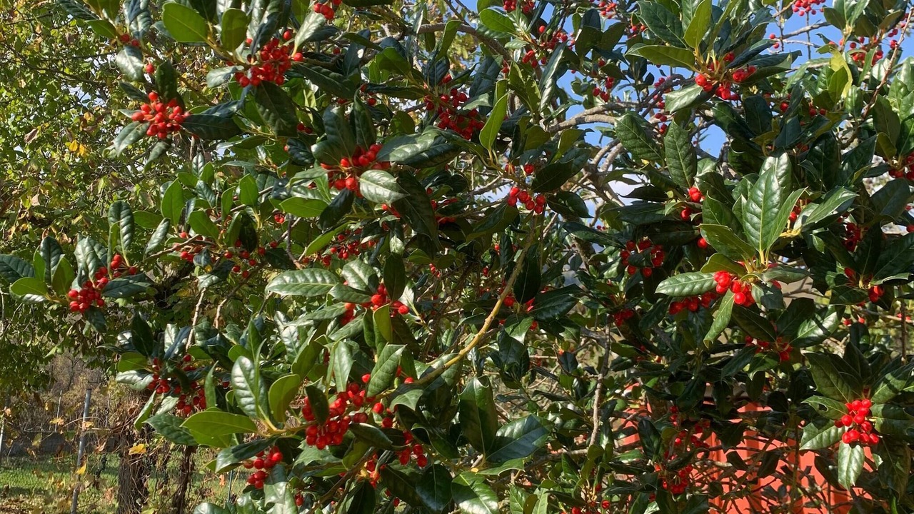 Photo of Outdoor in Elatochori