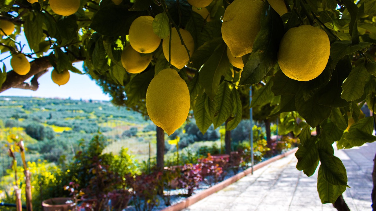 Photo of Outdoor in Episkopi