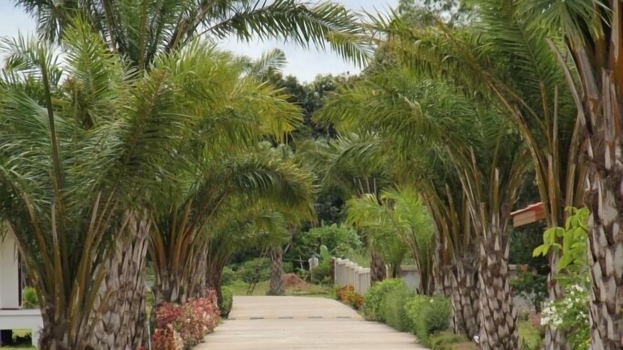 Photo of Outdoor in Chumphon