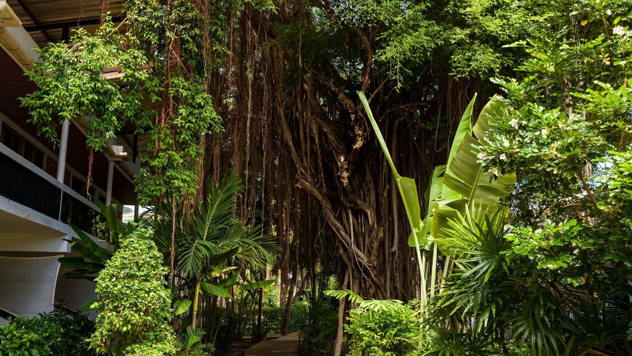Photo of Outdoor in Lamai