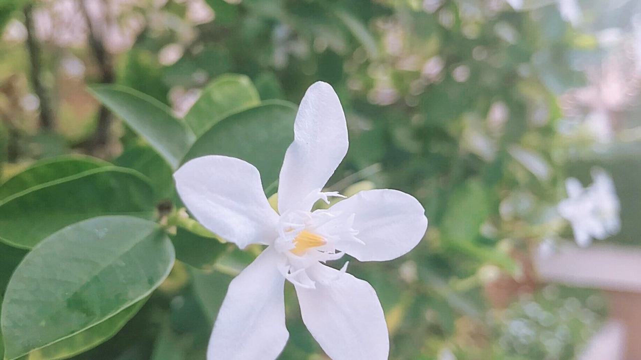 Photo of Outdoor in Nong Bon