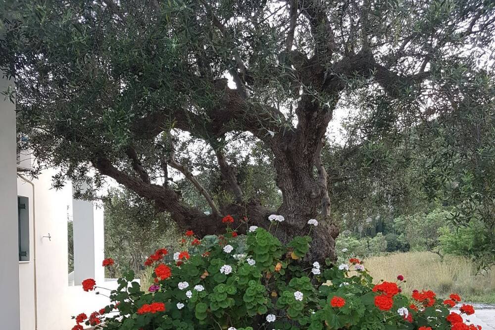Photo of Outdoor in Vasilitsion