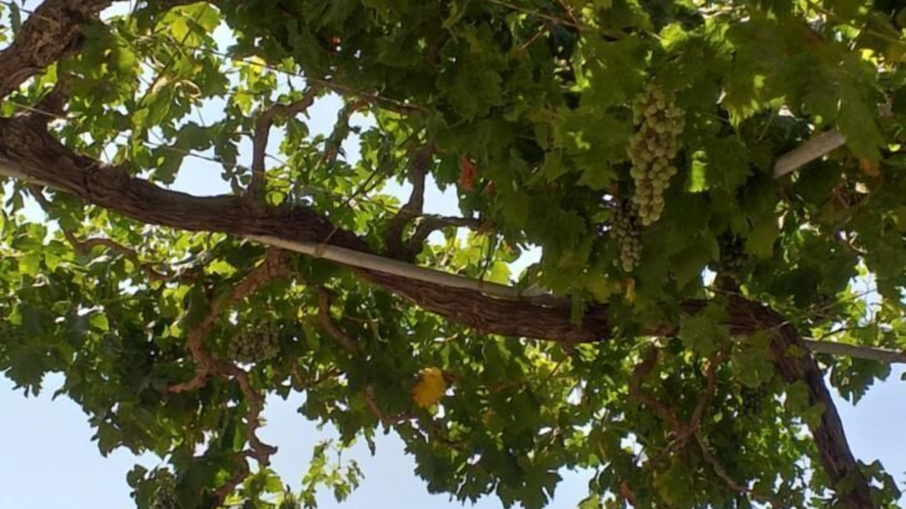 Photo of Outdoor in Panormos