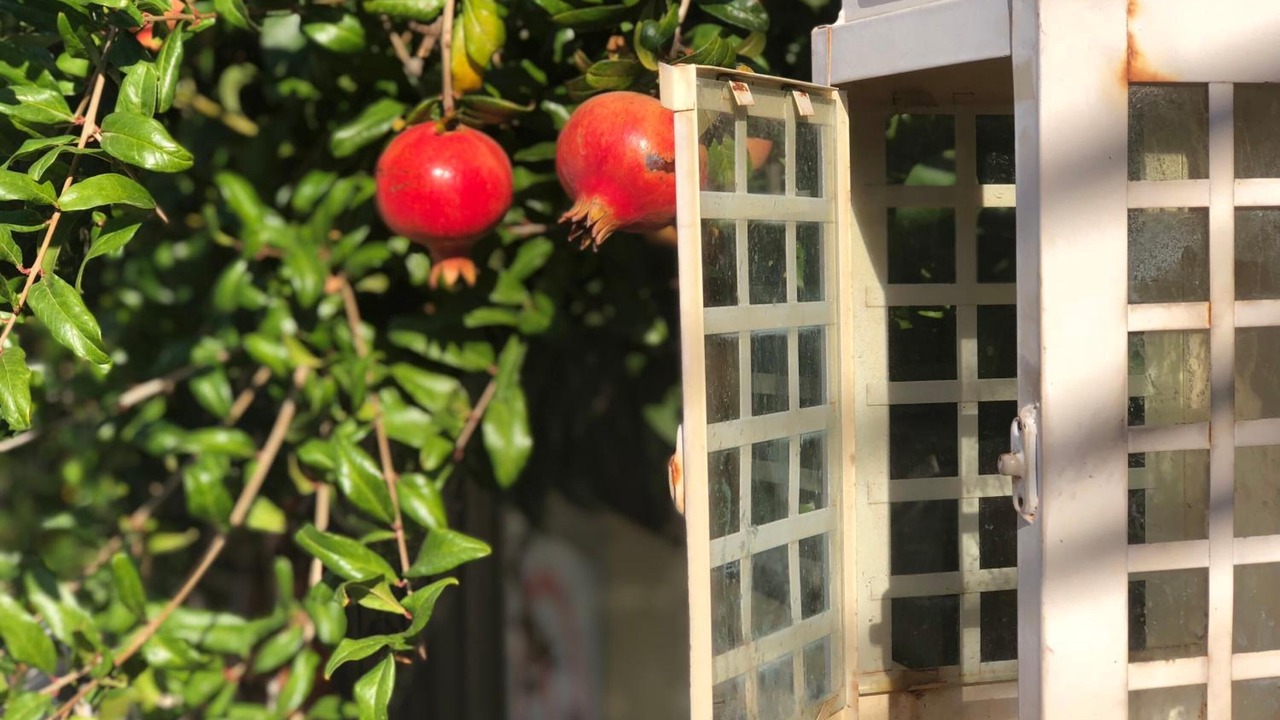 Photo of Outdoor in Afytos