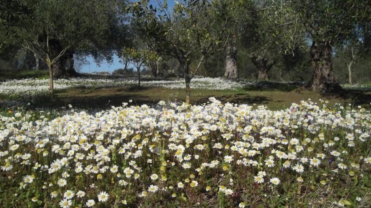 Photo of Others in Argyrades
