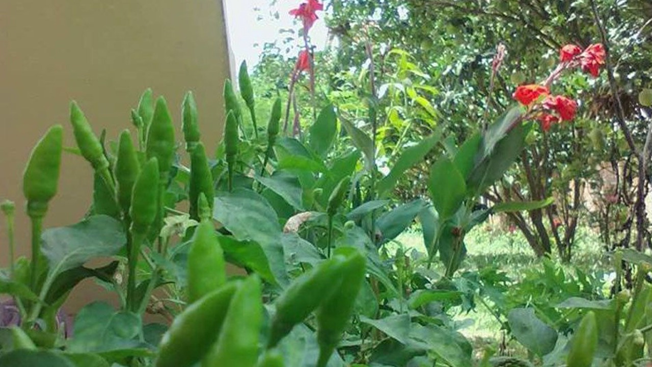 Photo of Outdoor in Prasat Sambour