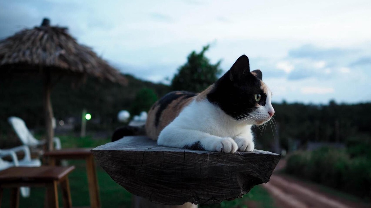 Photo of Others in Ko Lanta