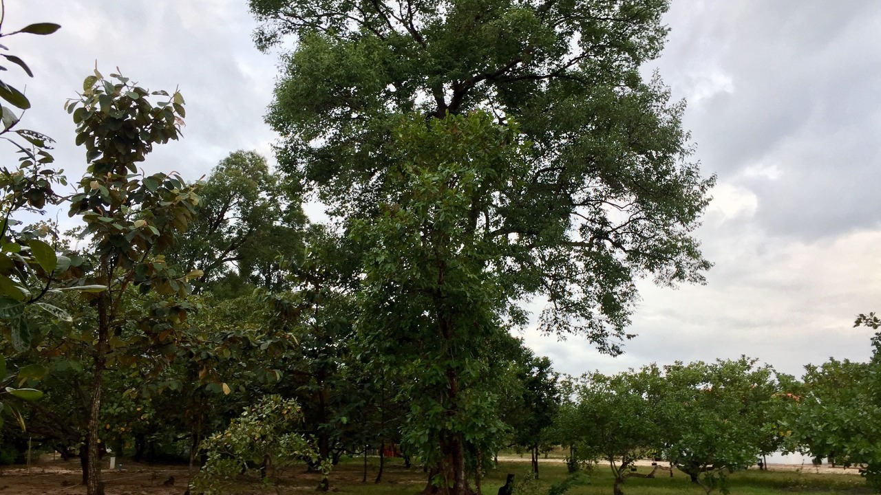 Photo of Outdoor in Prasat Sambour