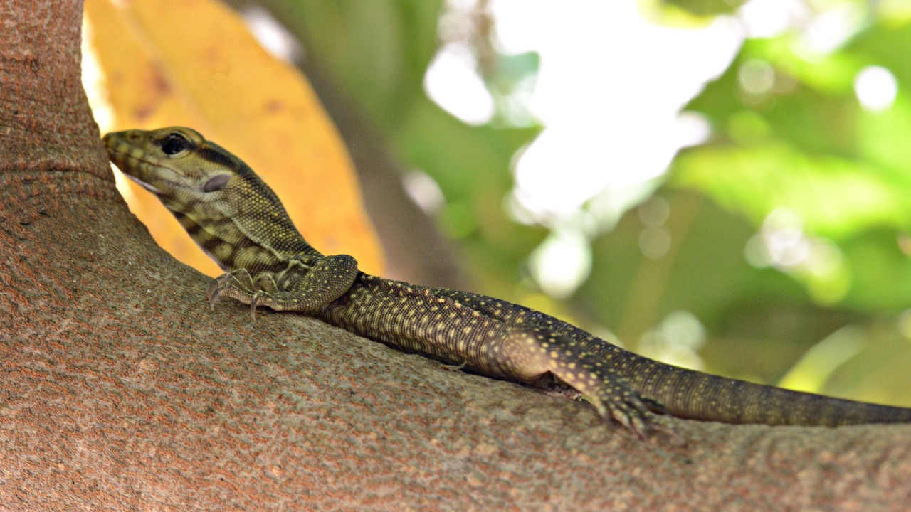 Photo of Others in Prasat Sambour