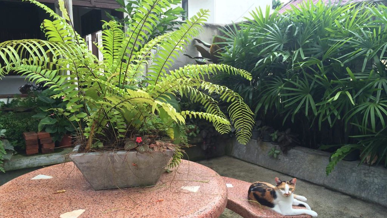Photo of Patio Balcony in Chalong